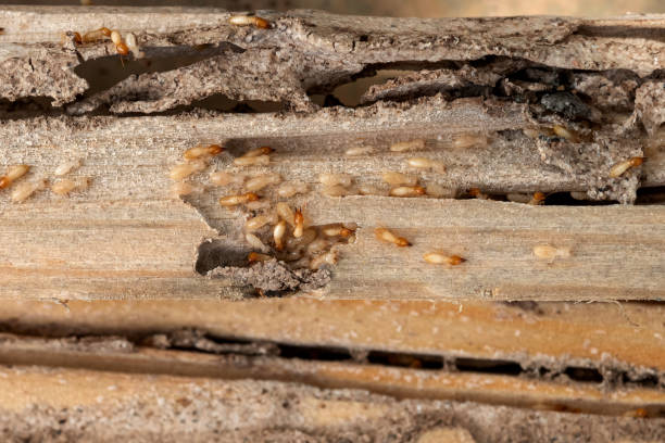 Best Pest Removal Services  in Littleton, CO